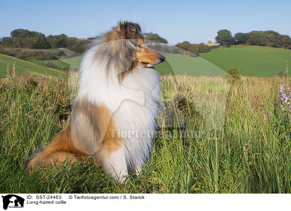 Lannghaarcollie / Long-haired collie / SST-24463