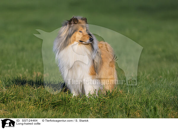 Lannghaarcollie / Long-haired collie / SST-24464