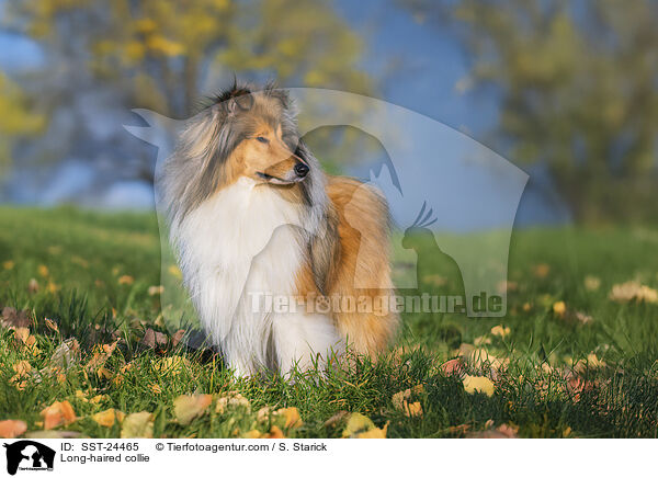 Lannghaarcollie / Long-haired collie / SST-24465