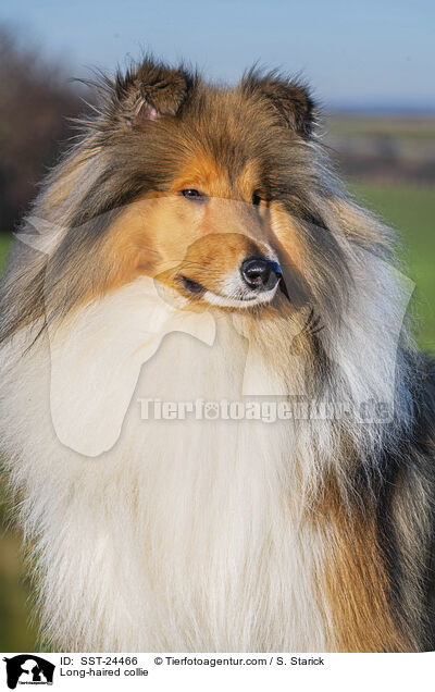 Lannghaarcollie / Long-haired collie / SST-24466