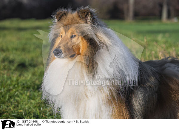 Lannghaarcollie / Long-haired collie / SST-24468