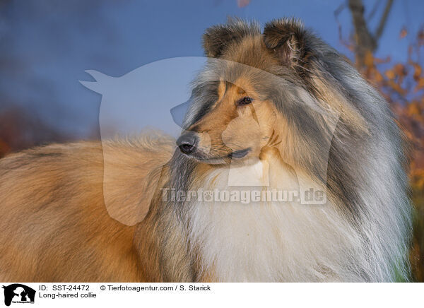 Long-haired collie / SST-24472