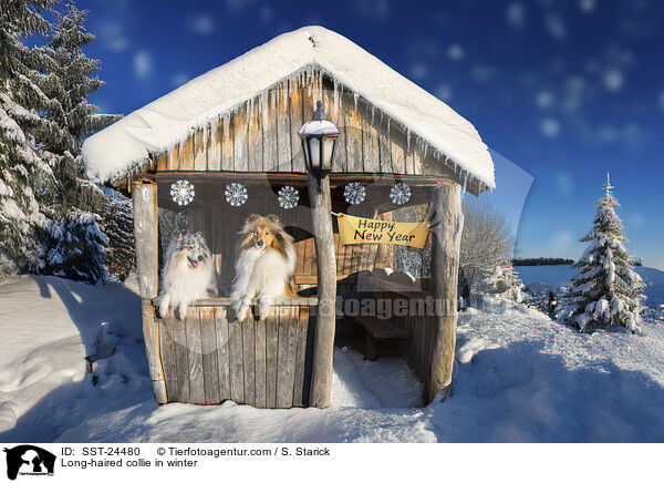 Long-haired collie in winter / SST-24480