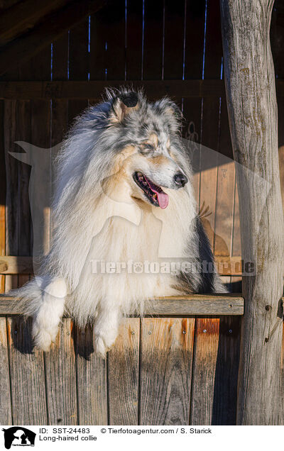 Lannghaarcollie / Long-haired collie / SST-24483