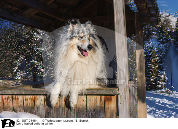 Langhaarcollie im Winter / Long-haired collie in winter / SST-24484