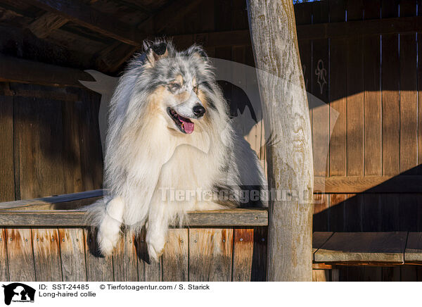 Lannghaarcollie / Long-haired collie / SST-24485