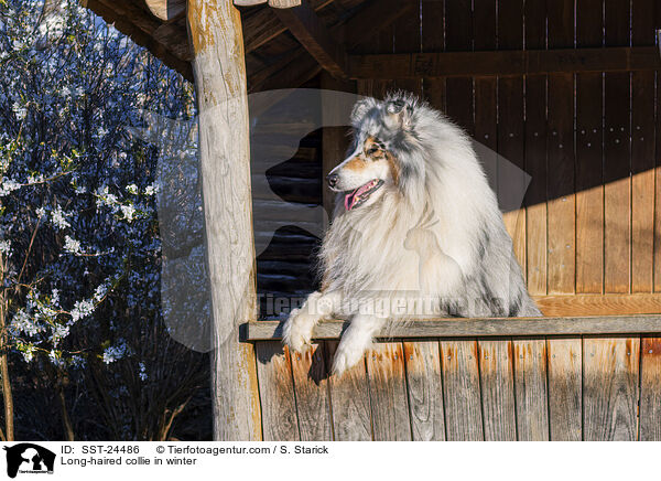 Langhaarcollie im Winter / Long-haired collie in winter / SST-24486