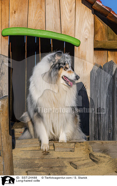 Lannghaarcollie / Long-haired collie / SST-24488