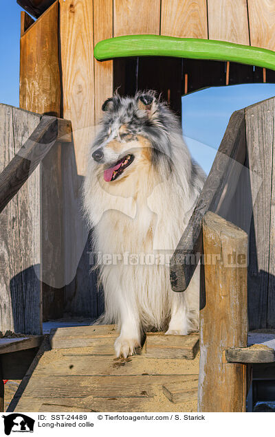 Lannghaarcollie / Long-haired collie / SST-24489