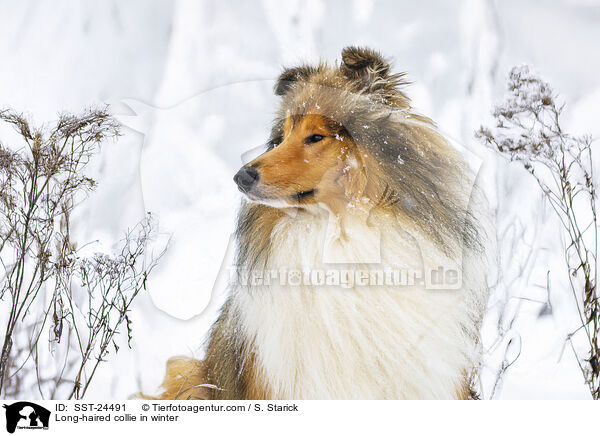 Long-haired collie in winter / SST-24491