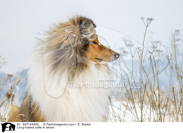 Langhaarcollie im Winter / Long-haired collie in winter / SST-24492