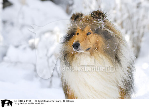 Langhaarcollie im Winter / Long-haired collie in winter / SST-24495