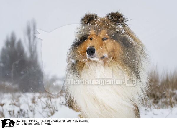 Langhaarcollie im Winter / Long-haired collie in winter / SST-24496