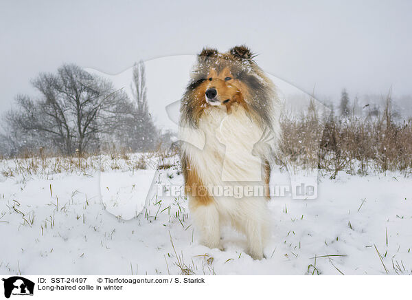 Langhaarcollie im Winter / Long-haired collie in winter / SST-24497