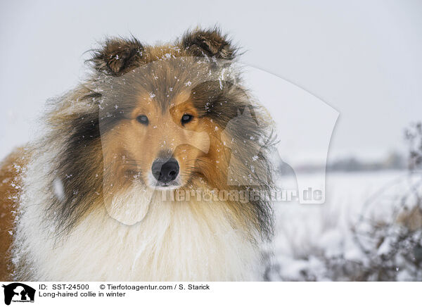 Langhaarcollie im Winter / Long-haired collie in winter / SST-24500