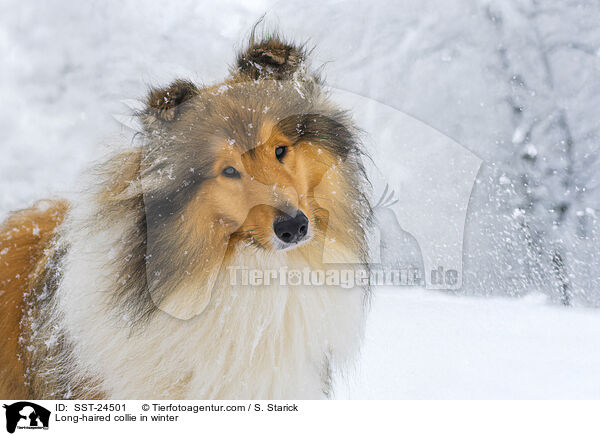 Langhaarcollie im Winter / Long-haired collie in winter / SST-24501