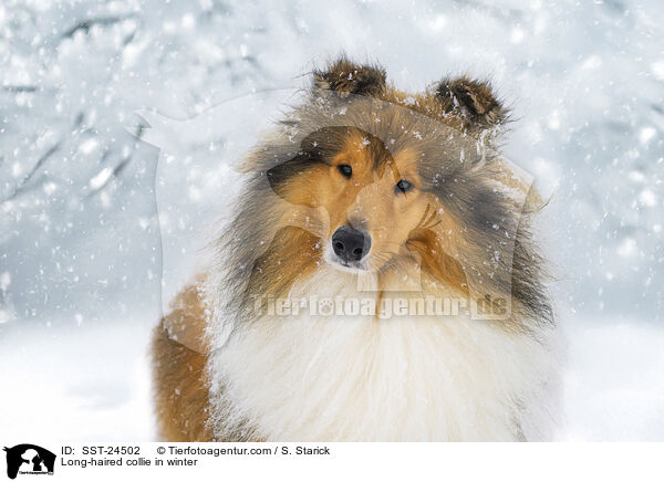 Langhaarcollie im Winter / Long-haired collie in winter / SST-24502