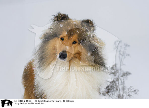 Langhaarcollie im Winter / Long-haired collie in winter / SST-24503