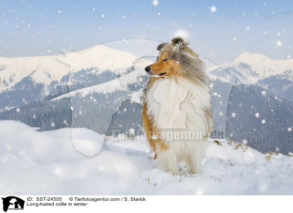 Langhaarcollie im Winter / Long-haired collie in winter / SST-24505