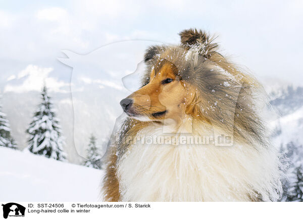 Langhaarcollie im Winter / Long-haired collie in winter / SST-24506