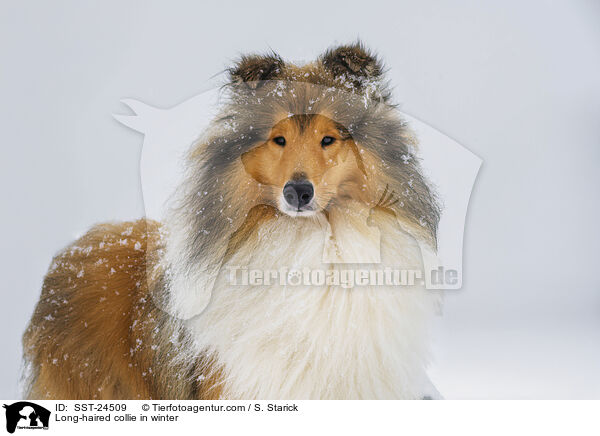 Langhaarcollie im Winter / Long-haired collie in winter / SST-24509