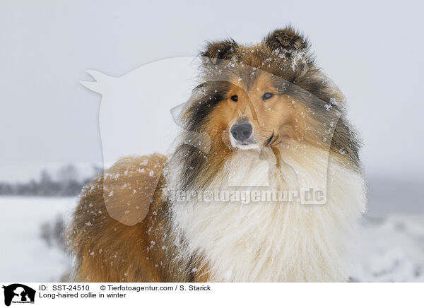 Long-haired collie in winter / SST-24510