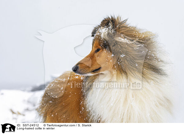 Langhaarcollie im Winter / Long-haired collie in winter / SST-24512