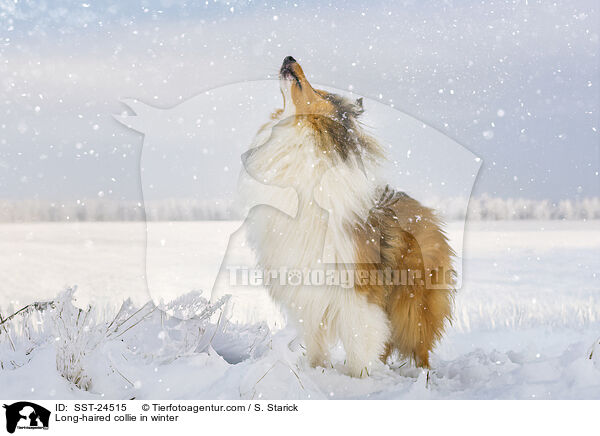 Langhaarcollie im Winter / Long-haired collie in winter / SST-24515