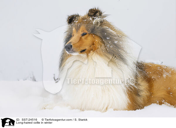 Langhaarcollie im Winter / Long-haired collie in winter / SST-24516