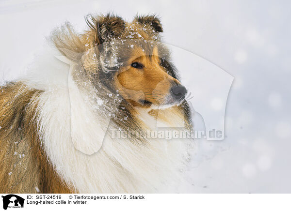 Langhaarcollie im Winter / Long-haired collie in winter / SST-24519