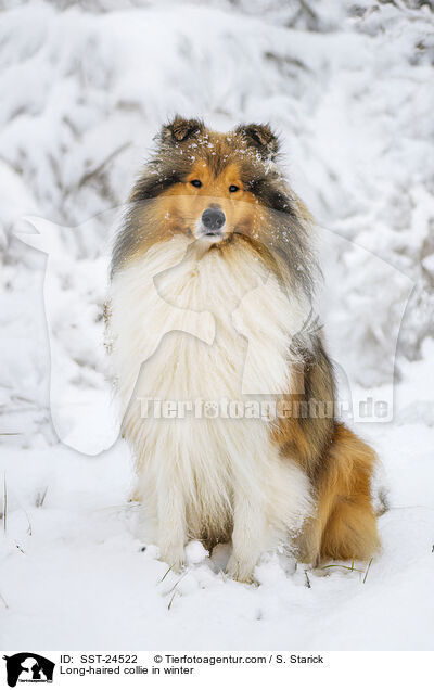 Langhaarcollie im Winter / Long-haired collie in winter / SST-24522