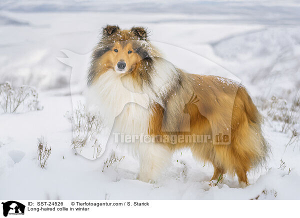 Langhaarcollie im Winter / Long-haired collie in winter / SST-24526