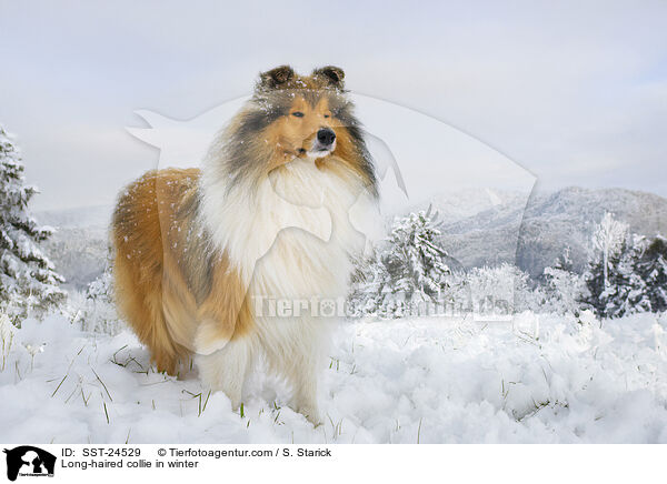 Langhaarcollie im Winter / Long-haired collie in winter / SST-24529