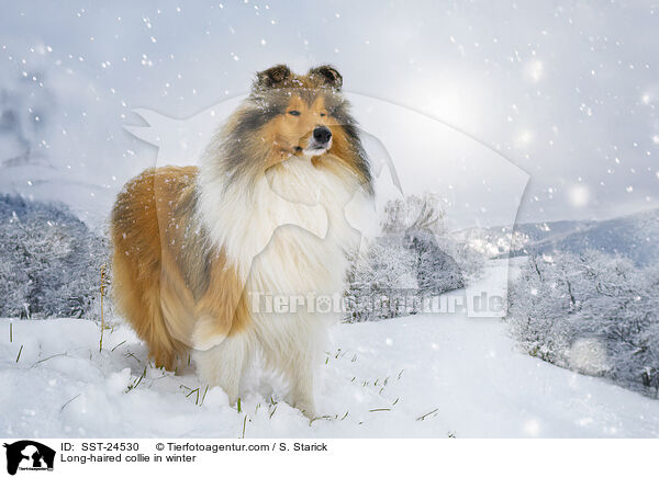 Langhaarcollie im Winter / Long-haired collie in winter / SST-24530