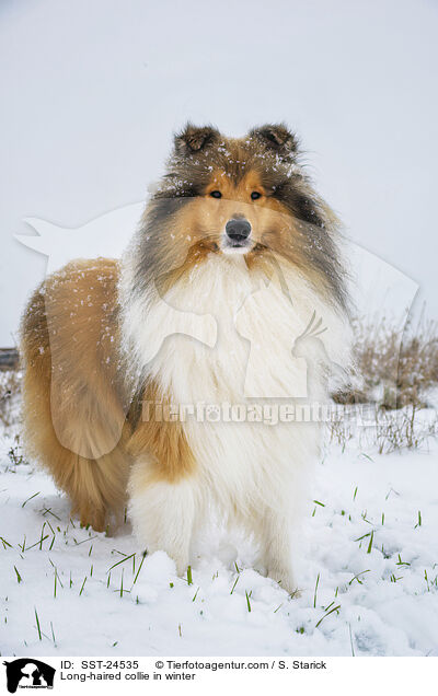 Langhaarcollie im Winter / Long-haired collie in winter / SST-24535