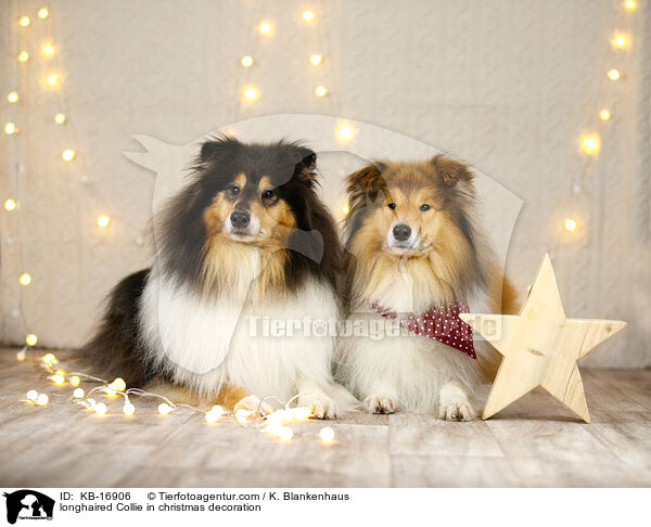 Langhaarcollie in Weihnachstdeko / longhaired Collie in christmas decoration / KB-16906