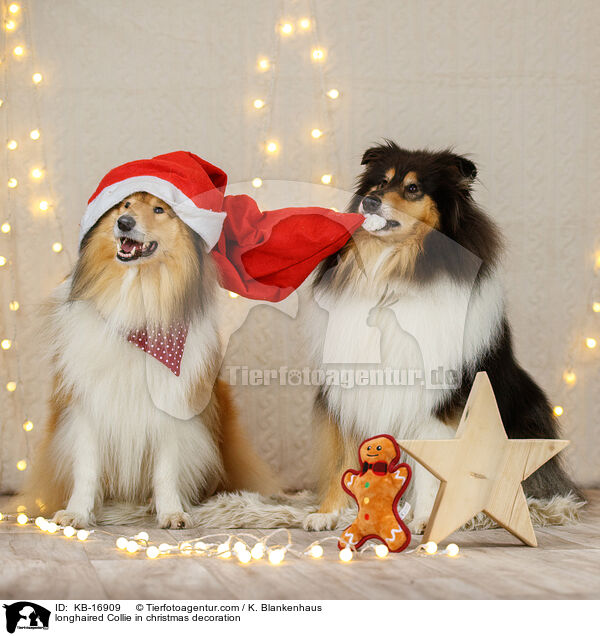 Langhaarcollie in Weihnachstdeko / longhaired Collie in christmas decoration / KB-16909