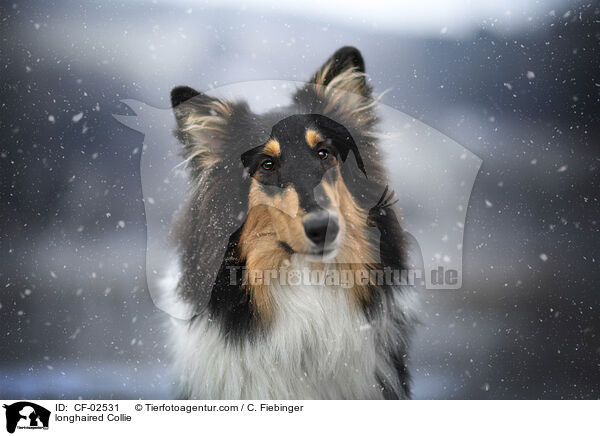 Langhaarcollie / longhaired Collie / CF-02531