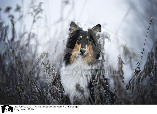 Langhaarcollie / longhaired Collie / CF-02532