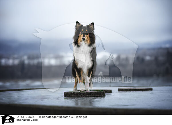 Langhaarcollie / longhaired Collie / CF-02534