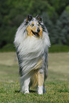 standing Collie