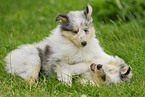 Collie puppy