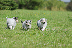 Collie puppy