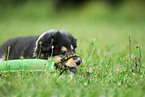 Collie puppy