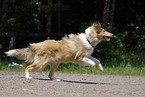 running Collie