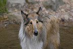 bathing Collie