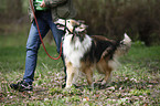 longhaired Collie