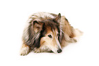 longhaired Collie