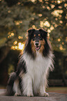 longhaired Collie