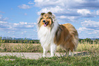 longhaired Collie